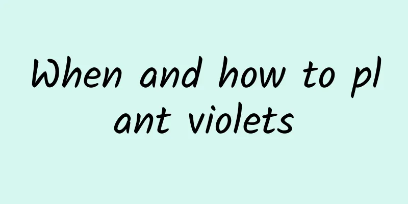 When and how to plant violets