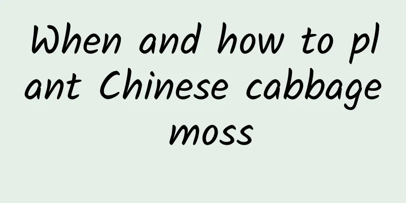 When and how to plant Chinese cabbage moss
