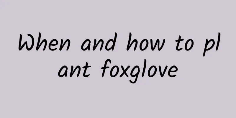 When and how to plant foxglove