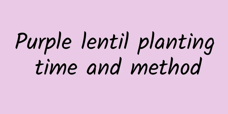Purple lentil planting time and method