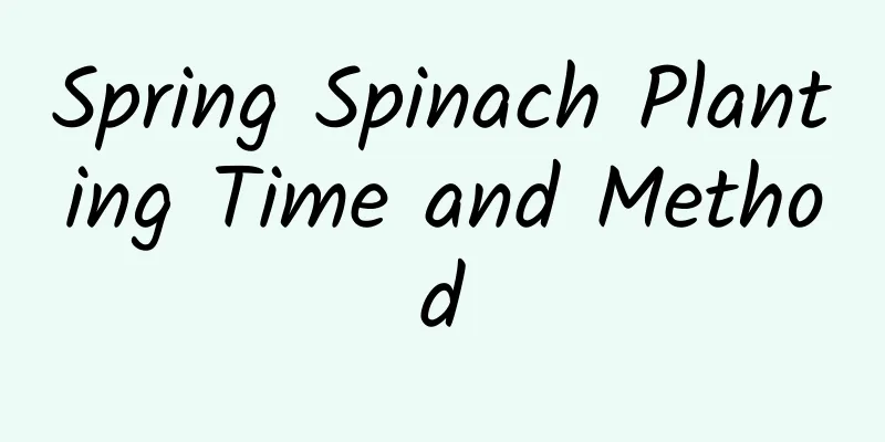 Spring Spinach Planting Time and Method