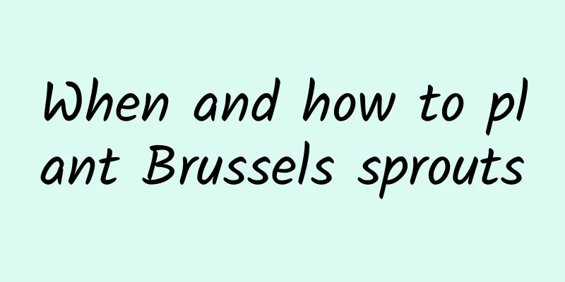 When and how to plant Brussels sprouts