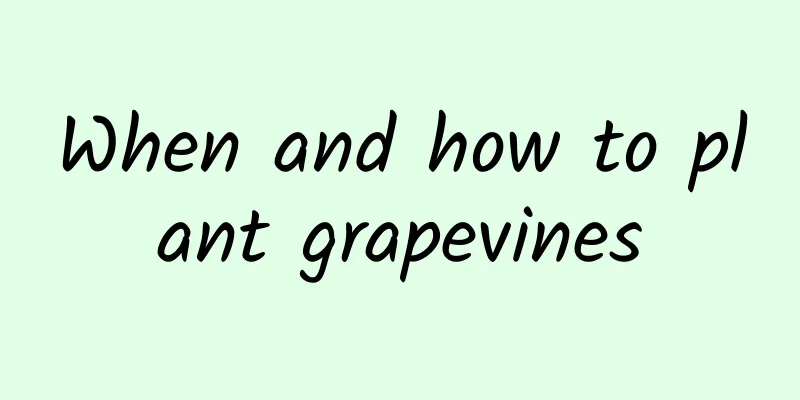 When and how to plant grapevines