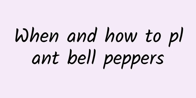 When and how to plant bell peppers