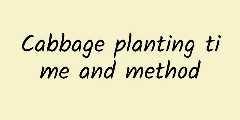 Cabbage planting time and method