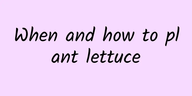 When and how to plant lettuce