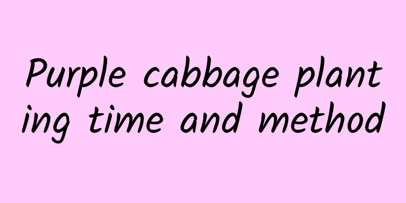 Purple cabbage planting time and method