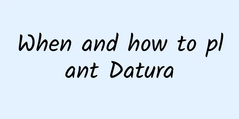 When and how to plant Datura
