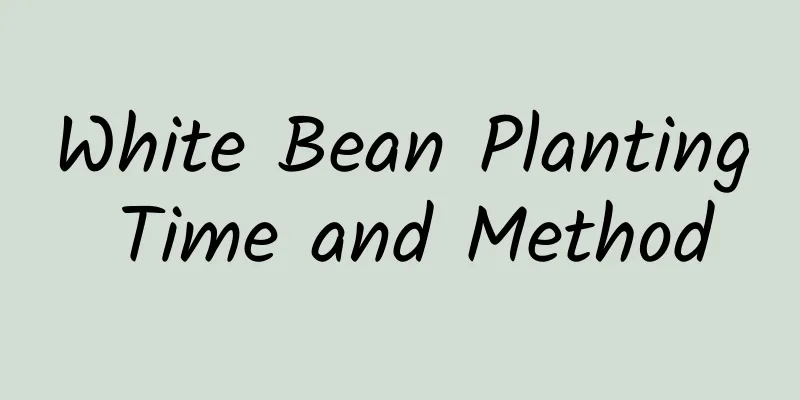 White Bean Planting Time and Method