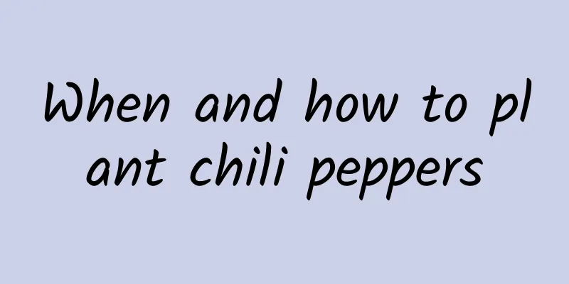 When and how to plant chili peppers