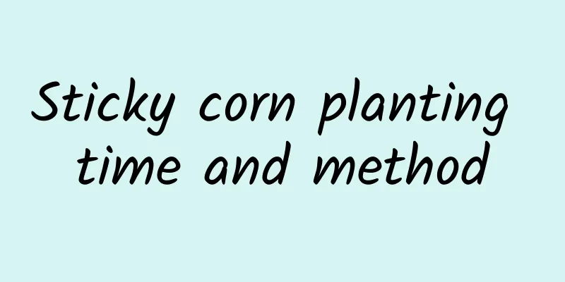 Sticky corn planting time and method