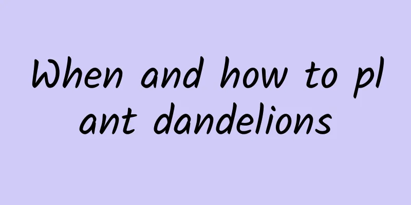 When and how to plant dandelions