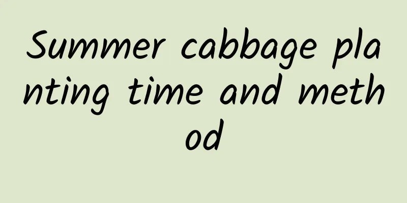 Summer cabbage planting time and method