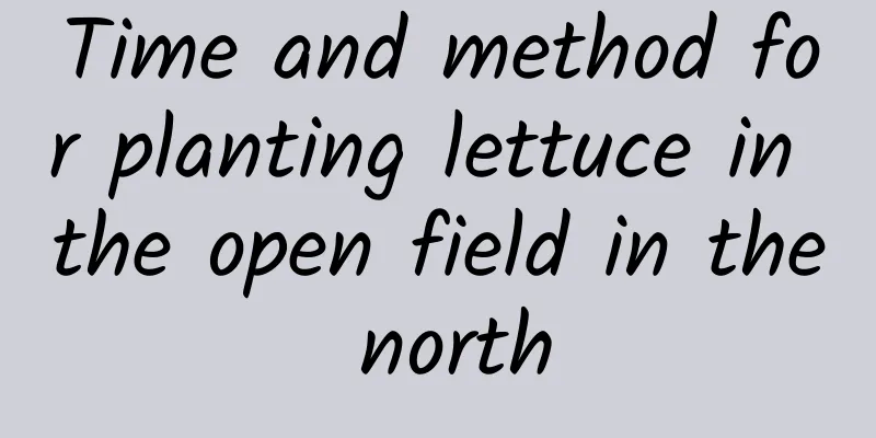 Time and method for planting lettuce in the open field in the north