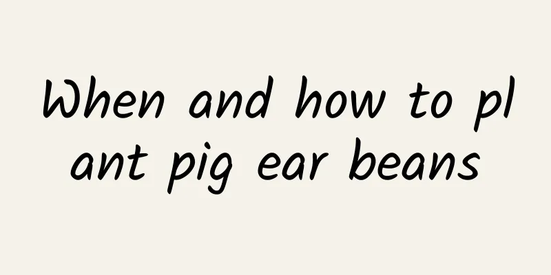 When and how to plant pig ear beans
