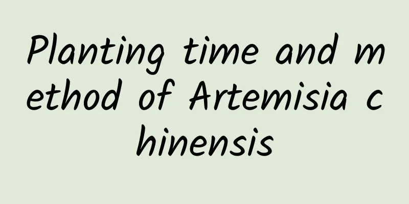 Planting time and method of Artemisia chinensis