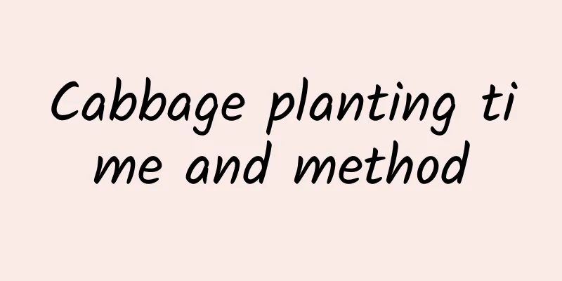 Cabbage planting time and method