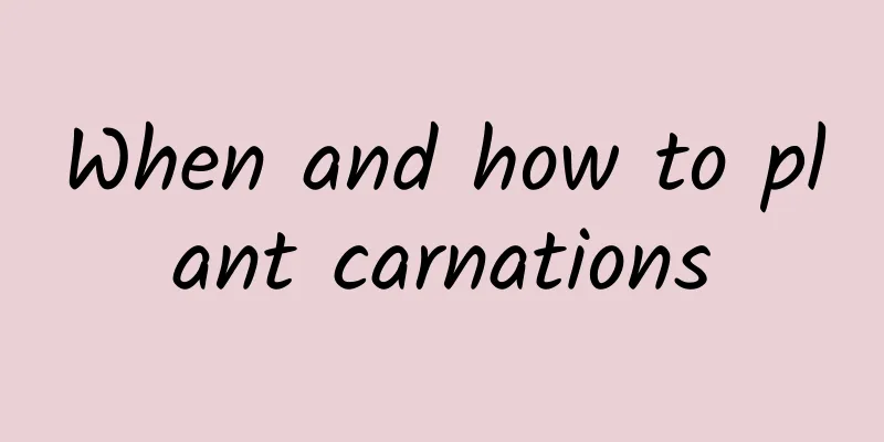 When and how to plant carnations