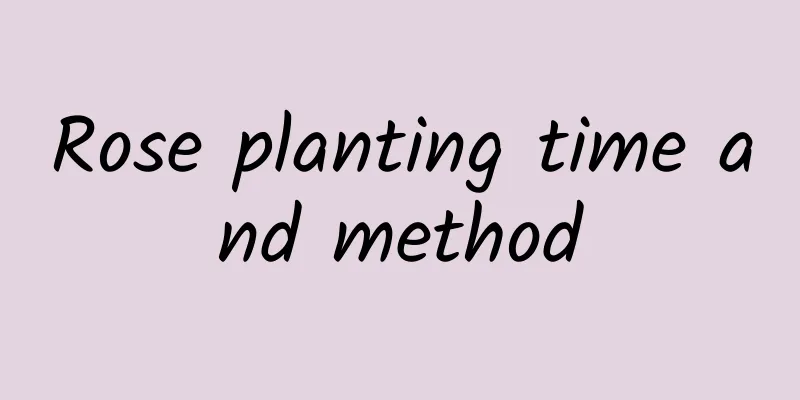 Rose planting time and method