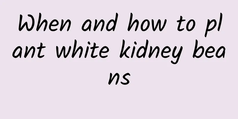 When and how to plant white kidney beans