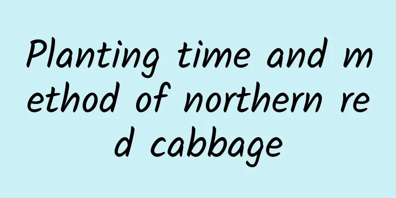 Planting time and method of northern red cabbage