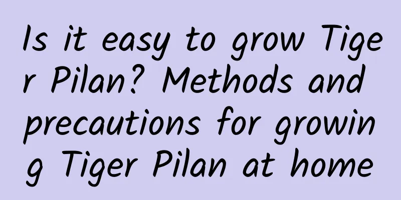 Is it easy to grow Tiger Pilan? Methods and precautions for growing Tiger Pilan at home