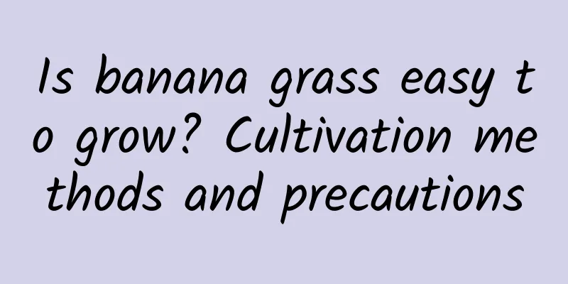 Is banana grass easy to grow? Cultivation methods and precautions
