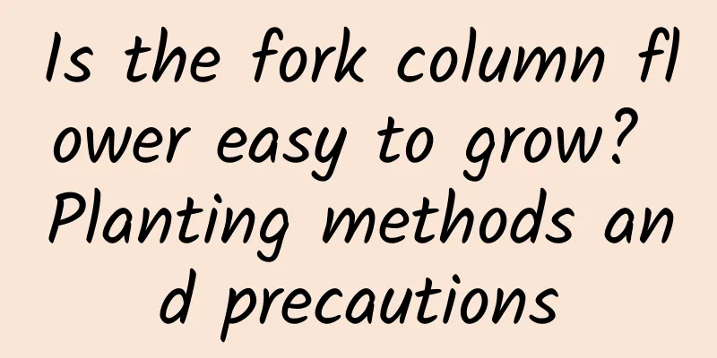 Is the fork column flower easy to grow? Planting methods and precautions
