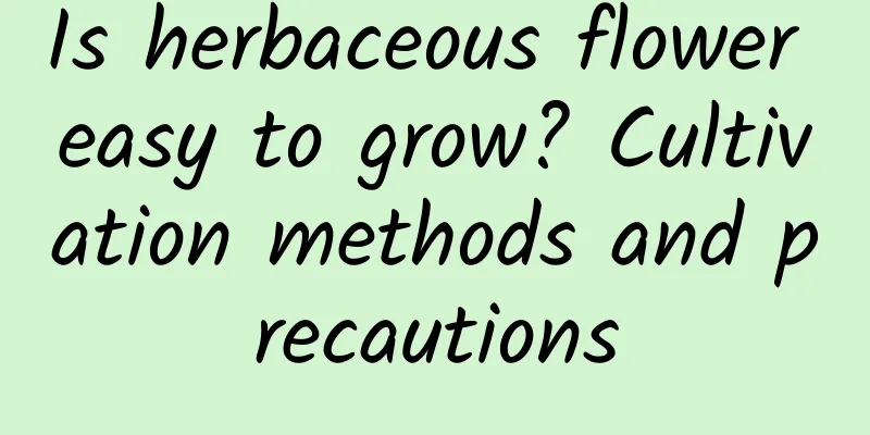 Is herbaceous flower easy to grow? Cultivation methods and precautions