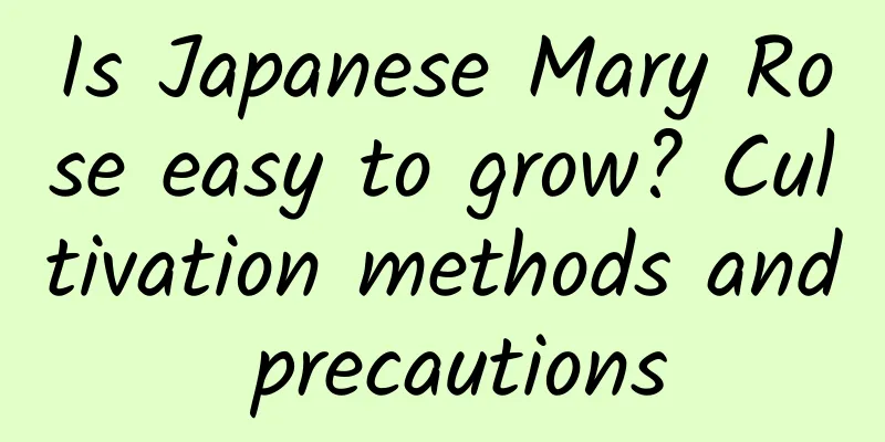 Is Japanese Mary Rose easy to grow? Cultivation methods and precautions