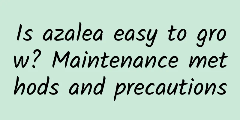 Is azalea easy to grow? Maintenance methods and precautions