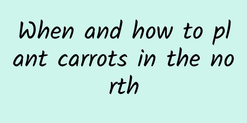 When and how to plant carrots in the north