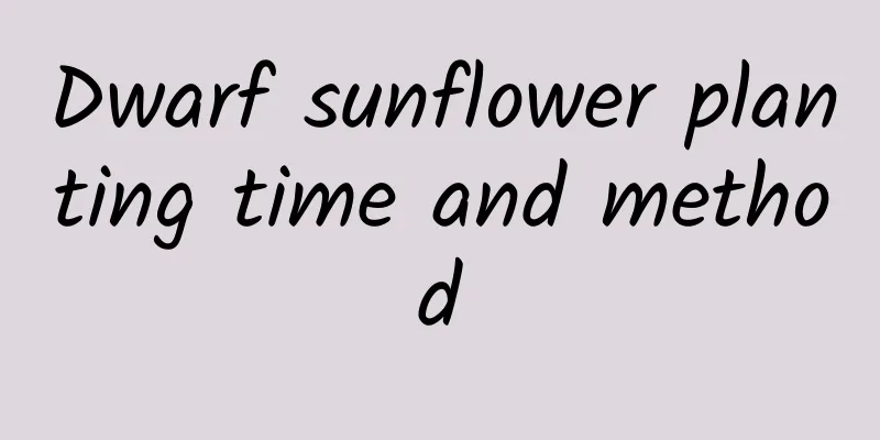 Dwarf sunflower planting time and method