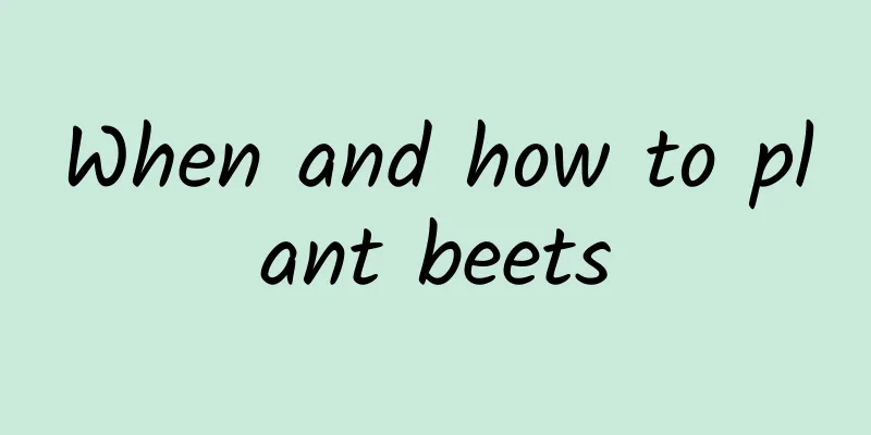 When and how to plant beets