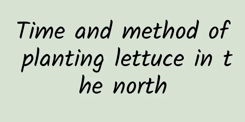 Time and method of planting lettuce in the north