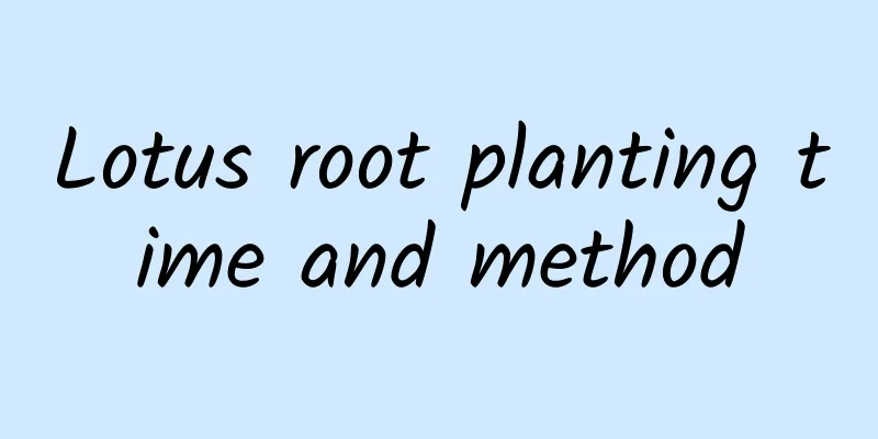 Lotus root planting time and method