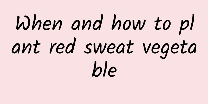 When and how to plant red sweat vegetable