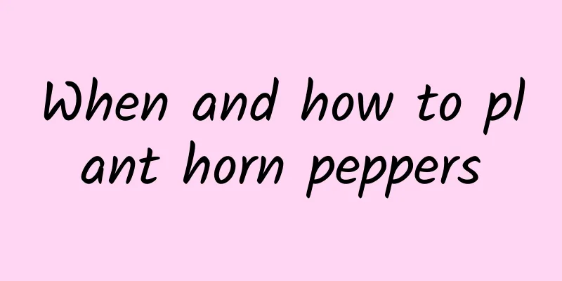 When and how to plant horn peppers