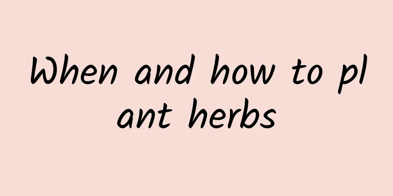 When and how to plant herbs