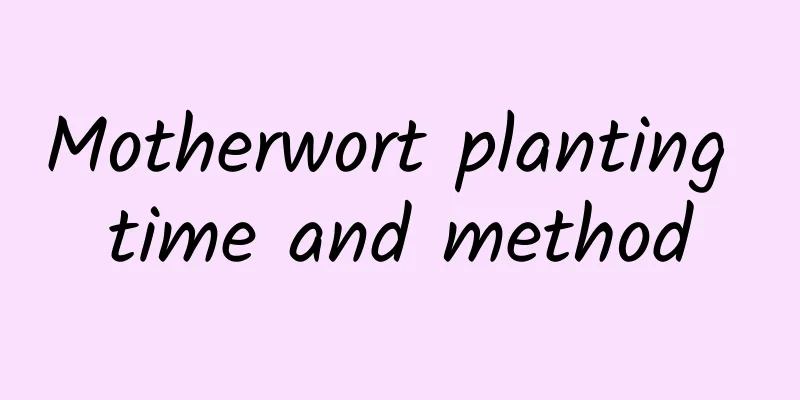 Motherwort planting time and method