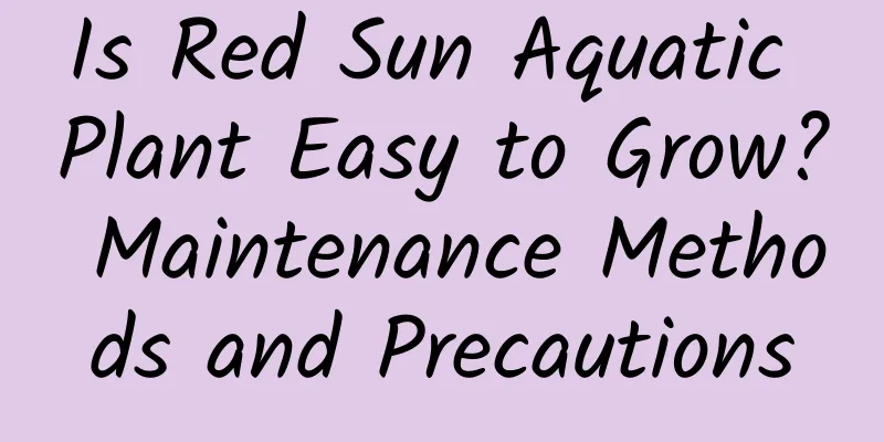 Is Red Sun Aquatic Plant Easy to Grow? Maintenance Methods and Precautions