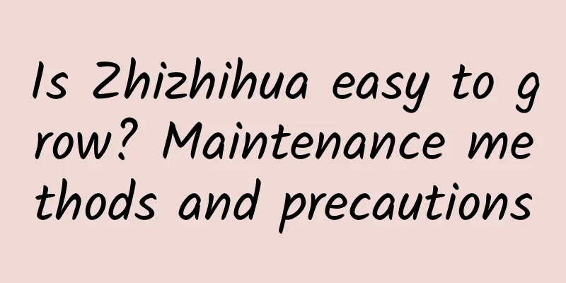 Is Zhizhihua easy to grow? Maintenance methods and precautions