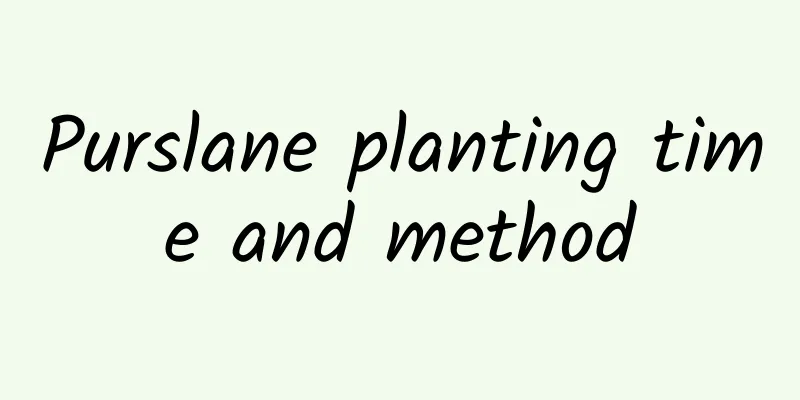 Purslane planting time and method
