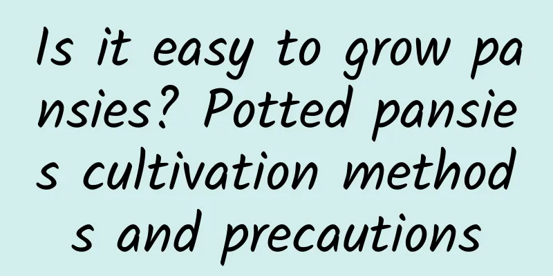 Is it easy to grow pansies? Potted pansies cultivation methods and precautions