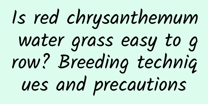 Is red chrysanthemum water grass easy to grow? Breeding techniques and precautions