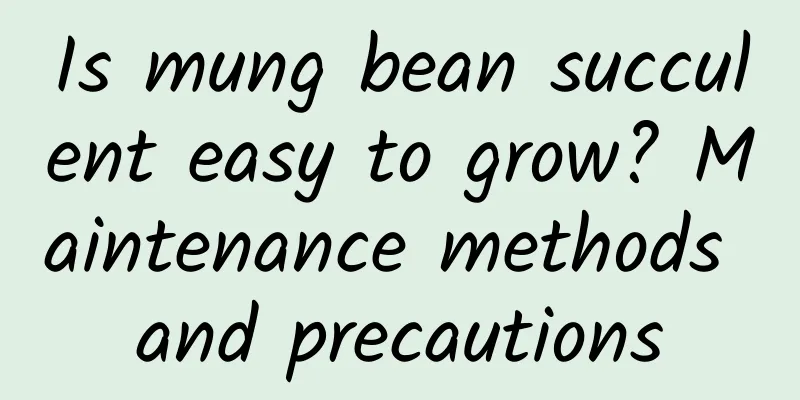 Is mung bean succulent easy to grow? Maintenance methods and precautions