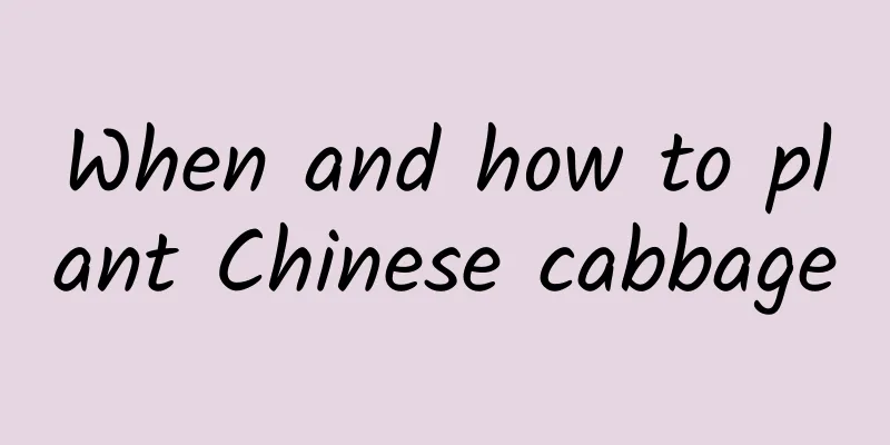 When and how to plant Chinese cabbage