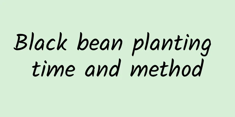 Black bean planting time and method