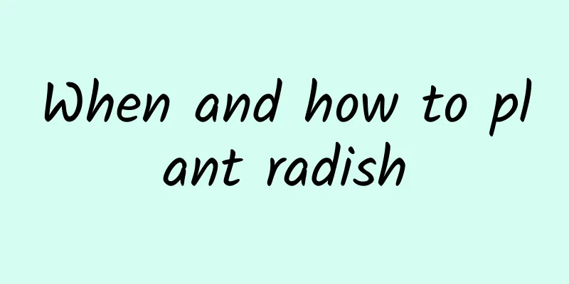 When and how to plant radish