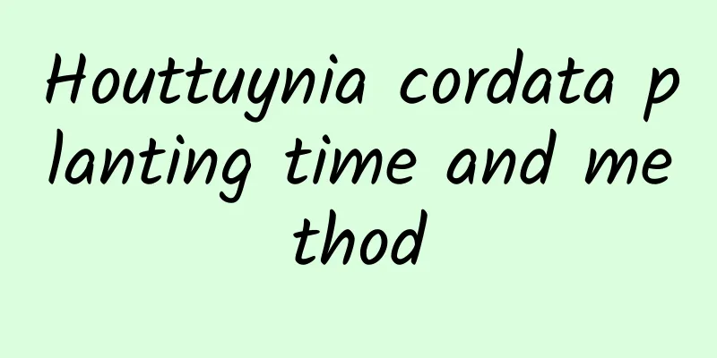 Houttuynia cordata planting time and method